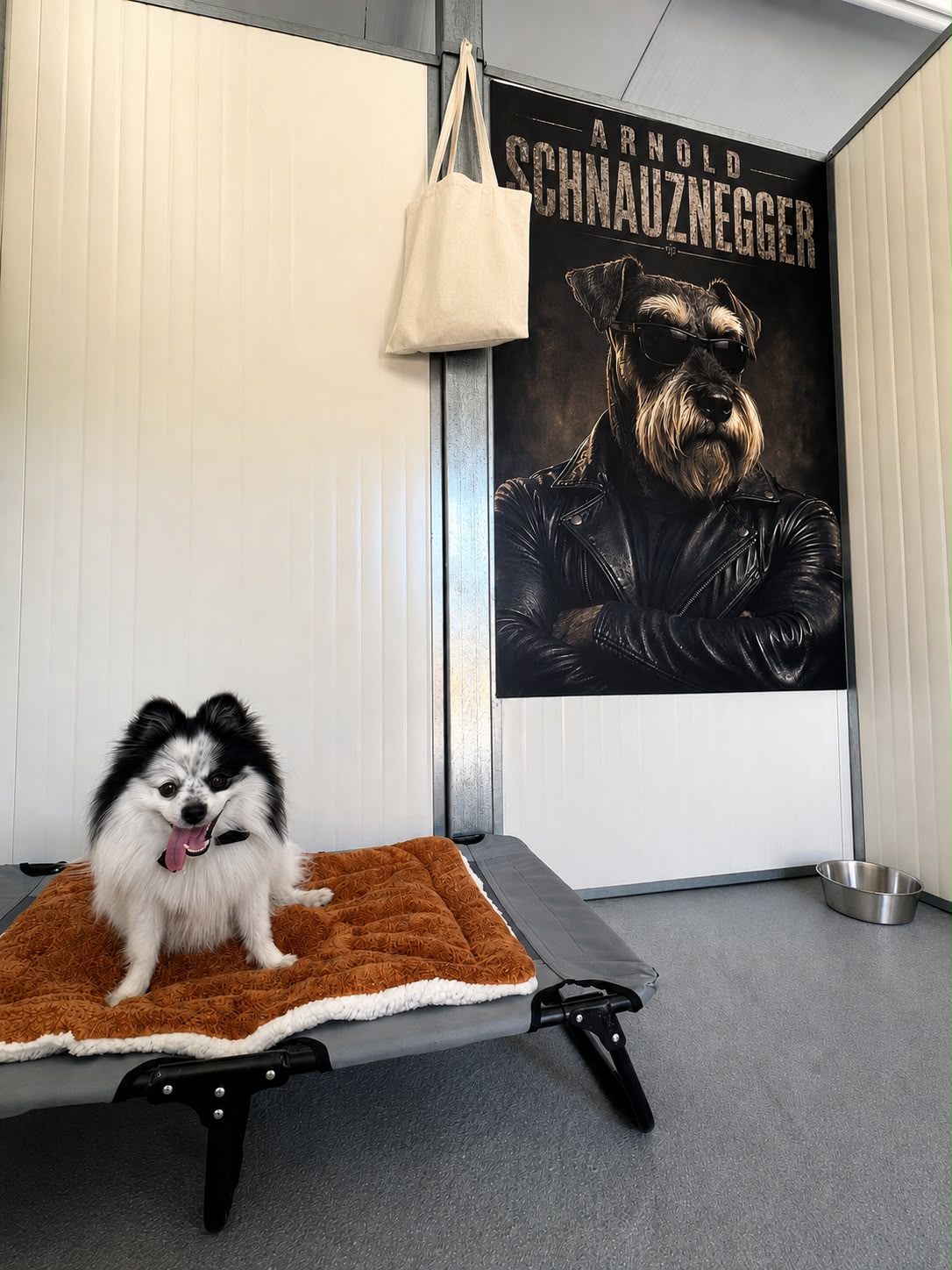 Box individual do hotel canino DogVilla com um cão a descansar na sua cama