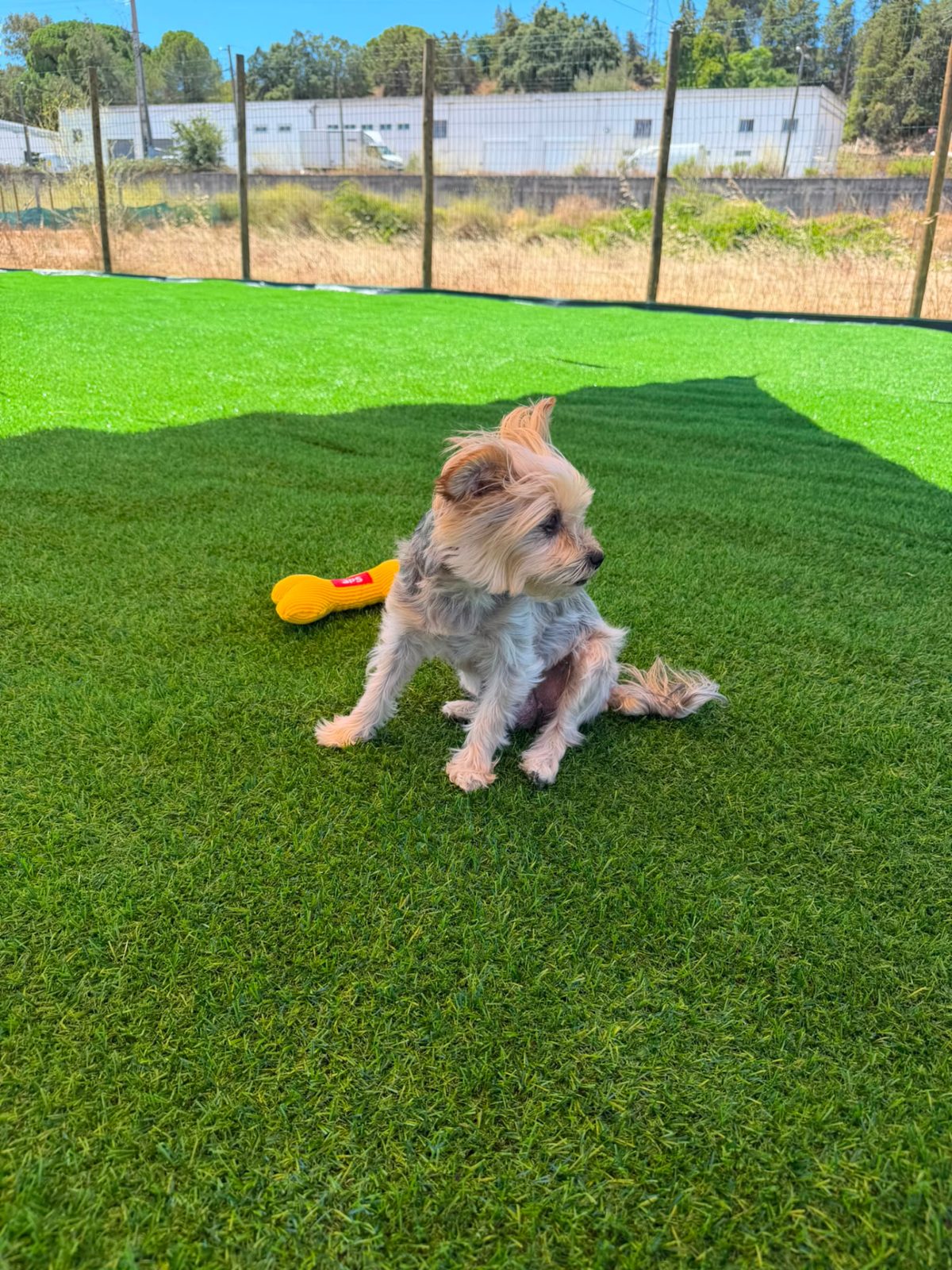 Cão pequeno a brincar na relva