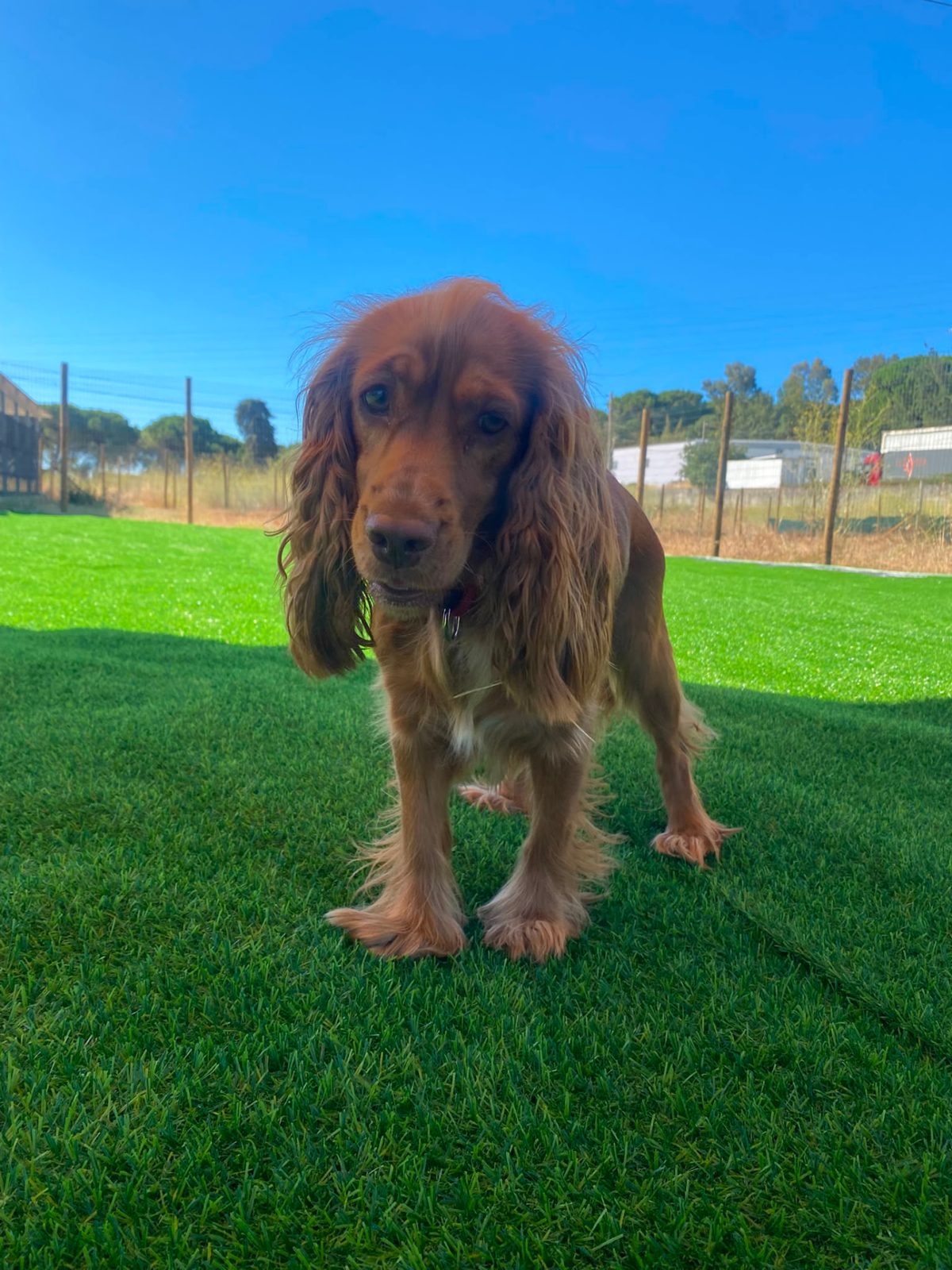 Cocker spaniel no parque exterior