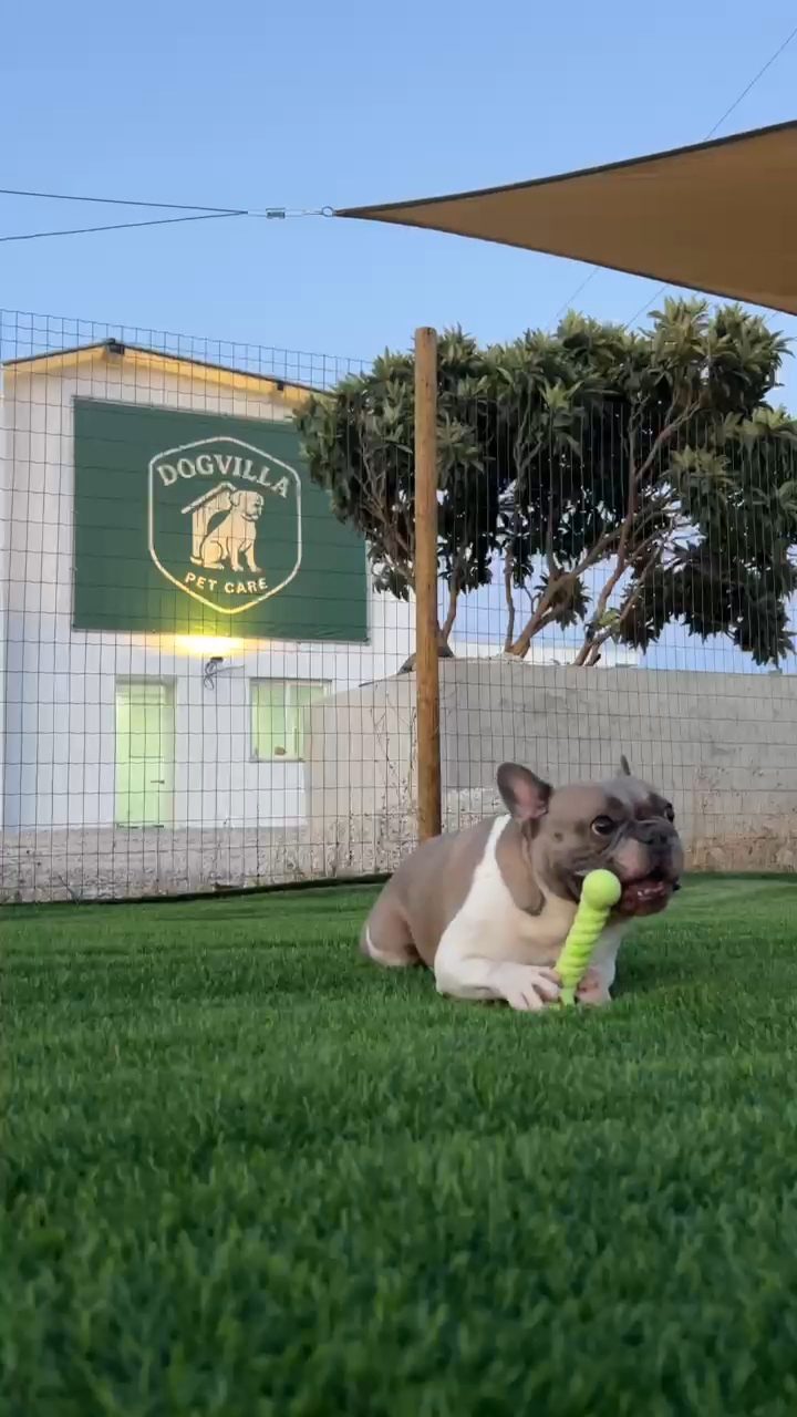 Fachada do DogVilla com o logótipo