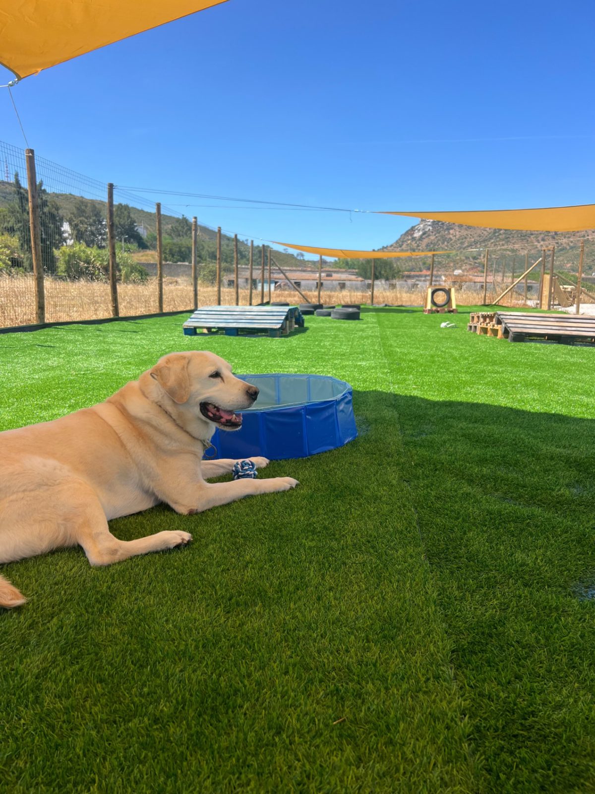 Passeio individual com um cão hospedado no DogVilla